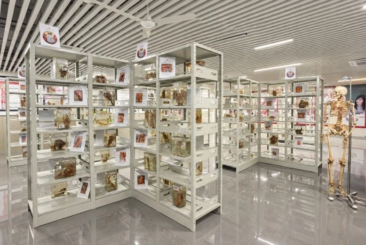 Anatomy museum with educational specimens